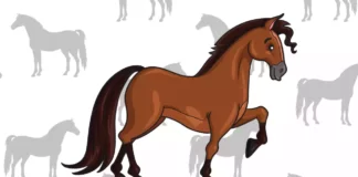 Desenhos de Cavalo para Colorir e Imprimir cavalo para colorir