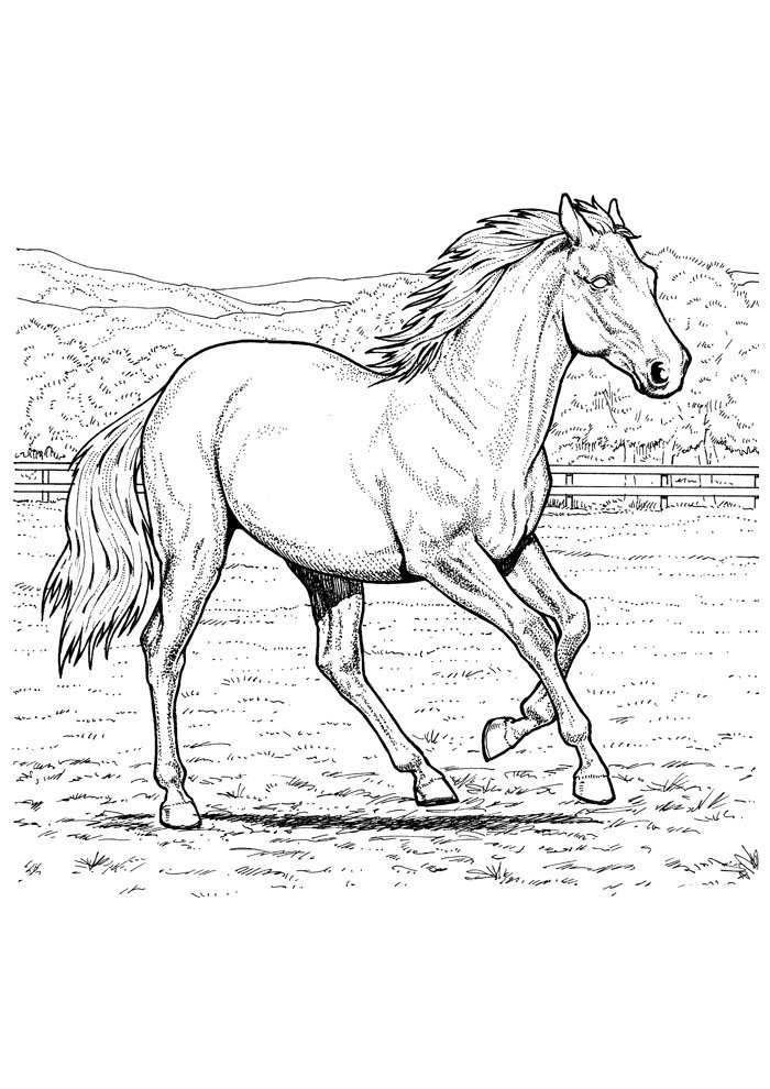 cavalo para colorir 38