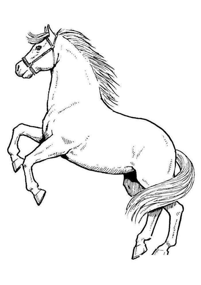 cavalo para colorir 60