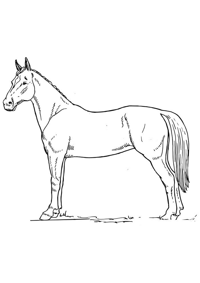 cavalo para colorir 65