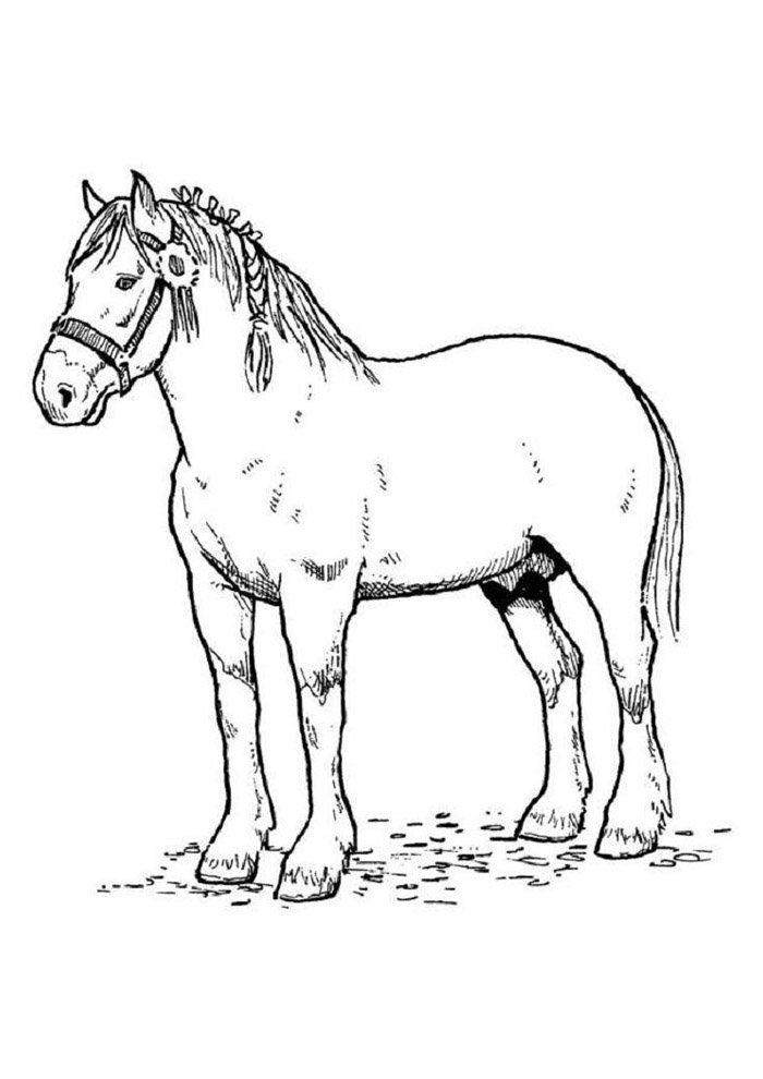 cavalo para colorir 67