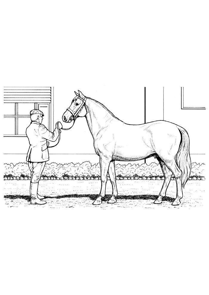 cavalo para colorir 75