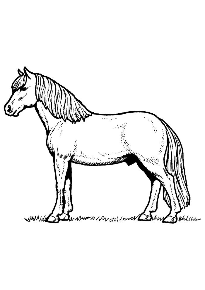 cavalo para colorir 79