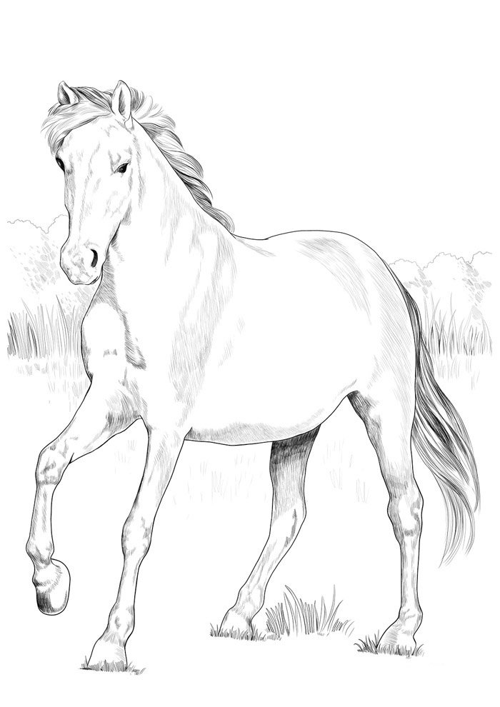 cavalo para colorir 80