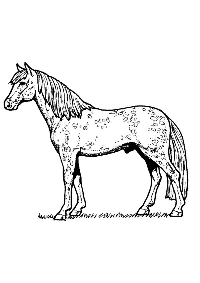 cavalo para colorir 81