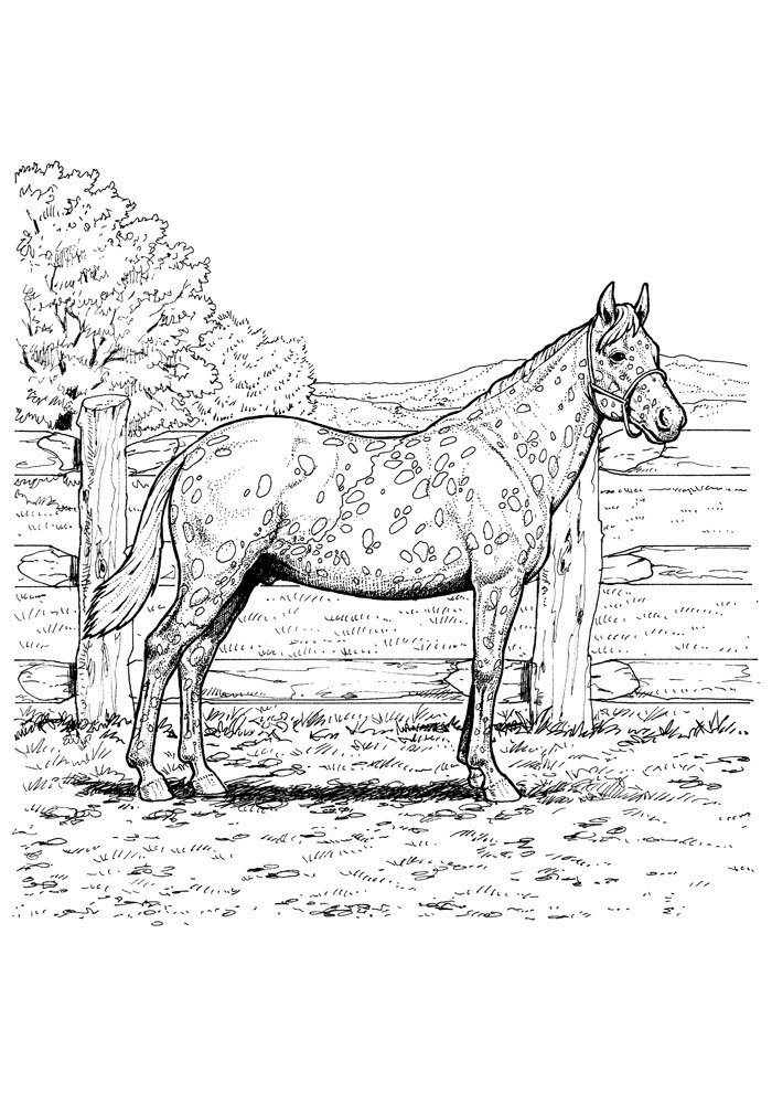 cavalo para colorir 83