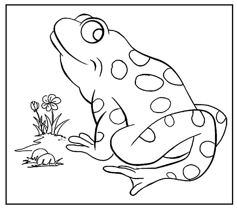 desenho de sapinho 17
