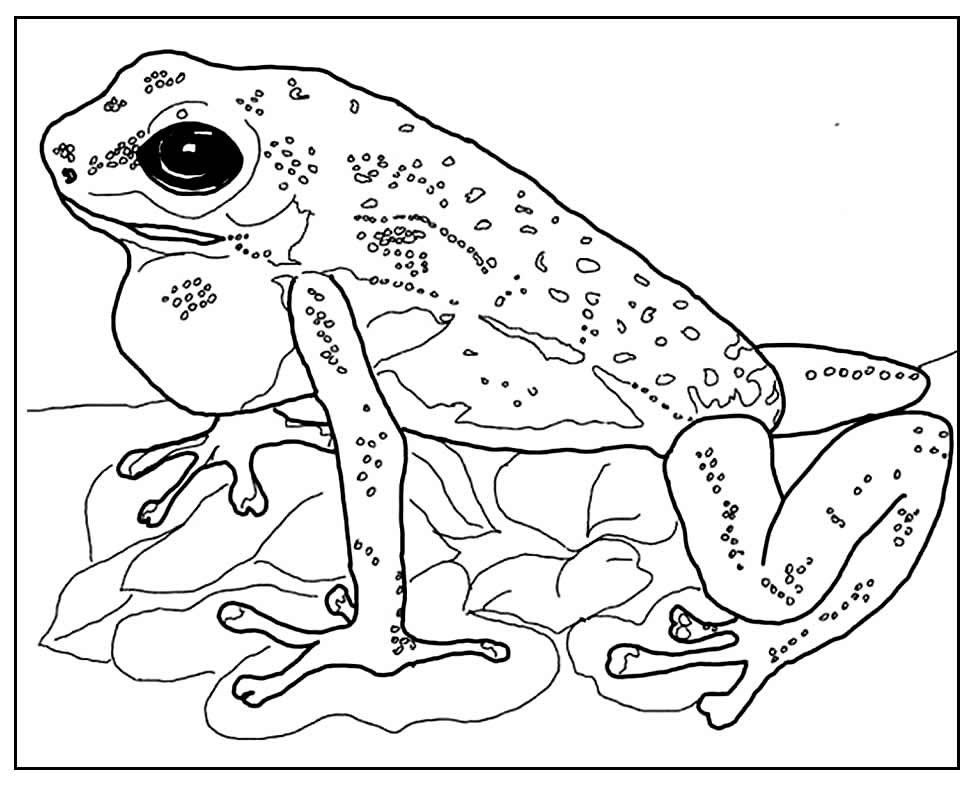 desenho de sapinho 3