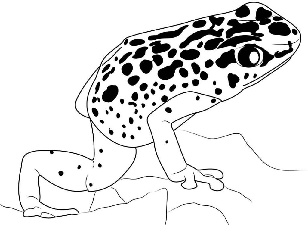desenho de sapinho 7