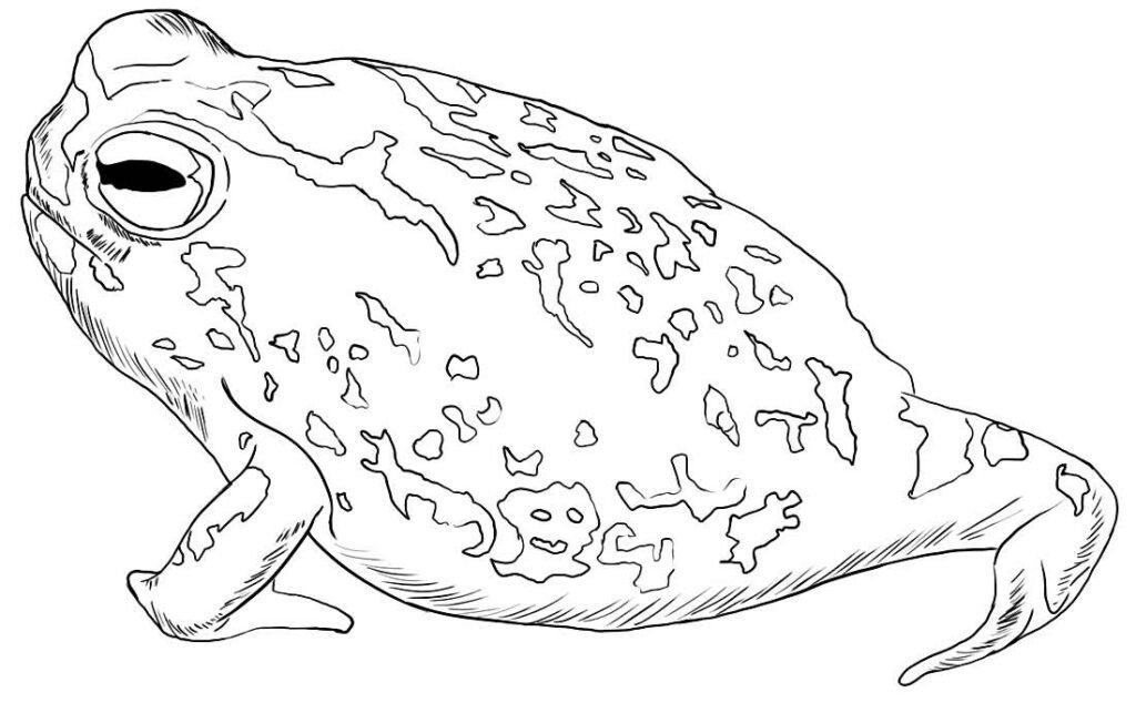 desenho de sapinho 8