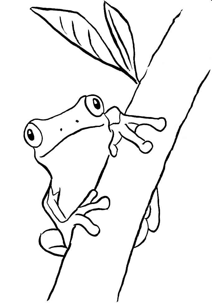 desenho de sapo para colorir 4