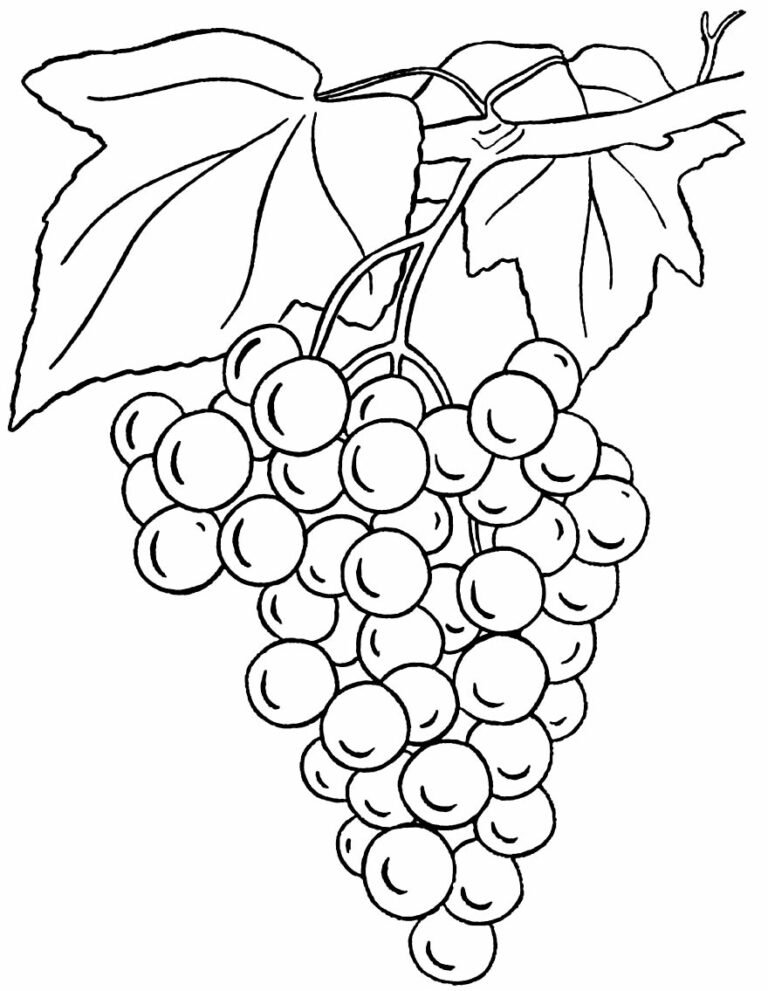 +80 Desenhos de Uva para Colorir e Imprimir