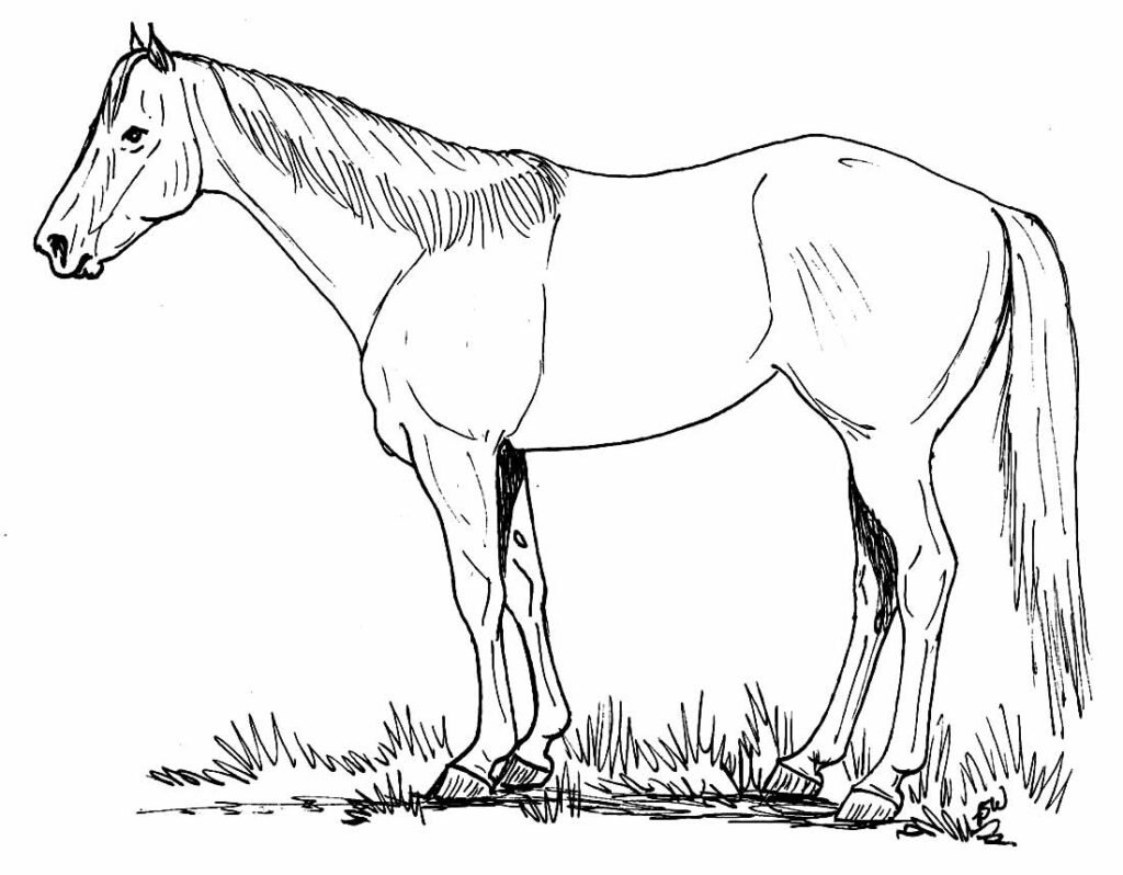 desenhos de cavalo para colorir 17