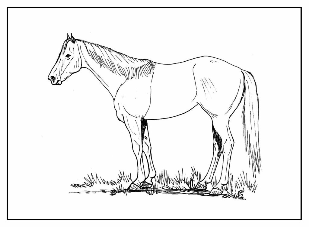 desenhos de cavalo para colorir 18