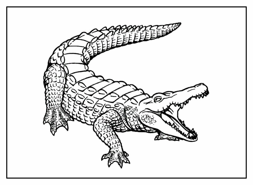 desenhos de jacare para colorir 13