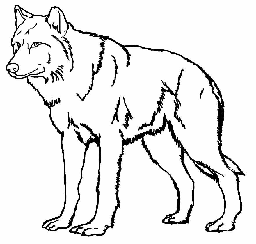 desenhos de lobo para colorir 17