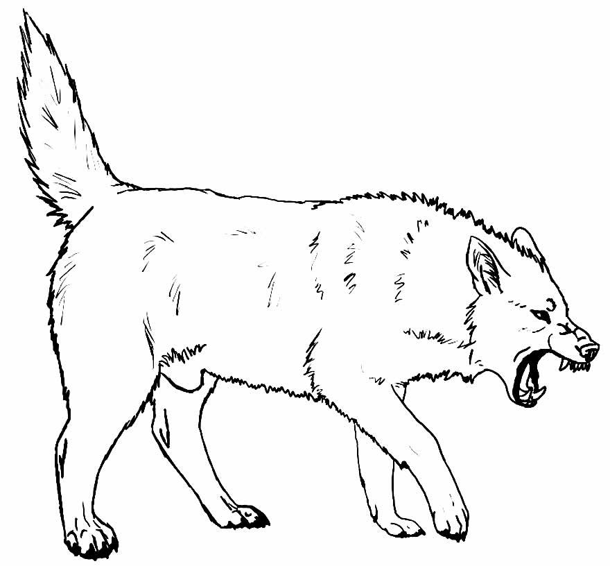 desenhos de lobo para colorir 24