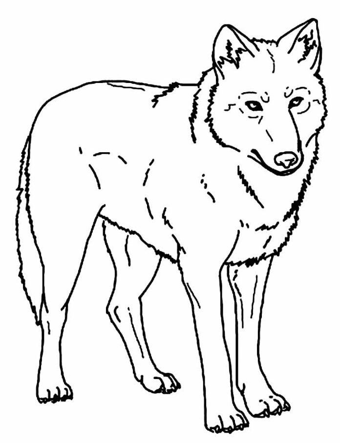 +100 Desenhos de Lobo para Colorir e Imprimir
