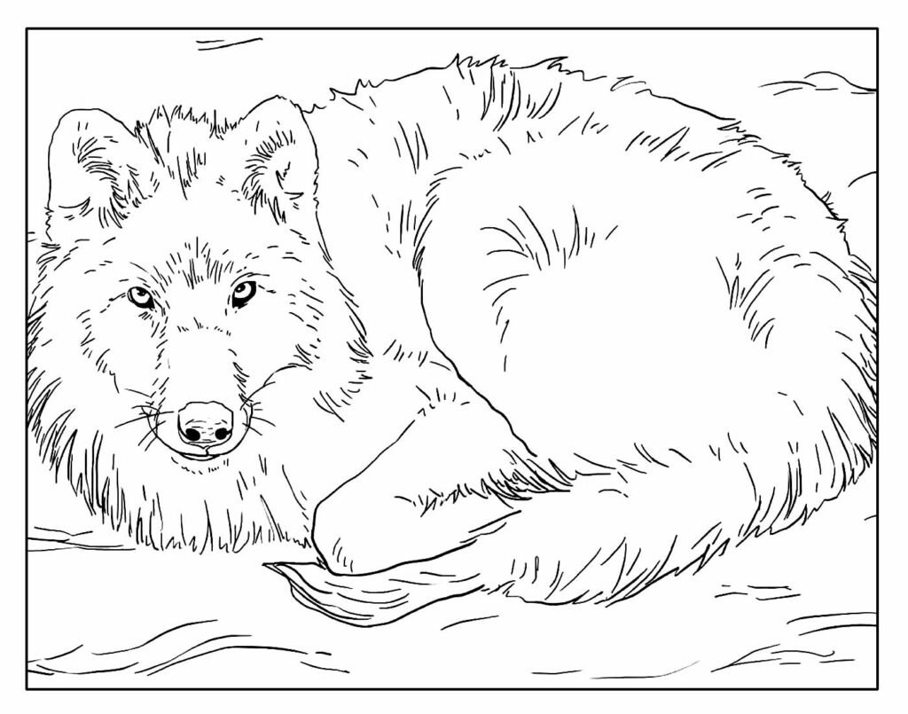 desenhos de lobo para colorir e pintar 17