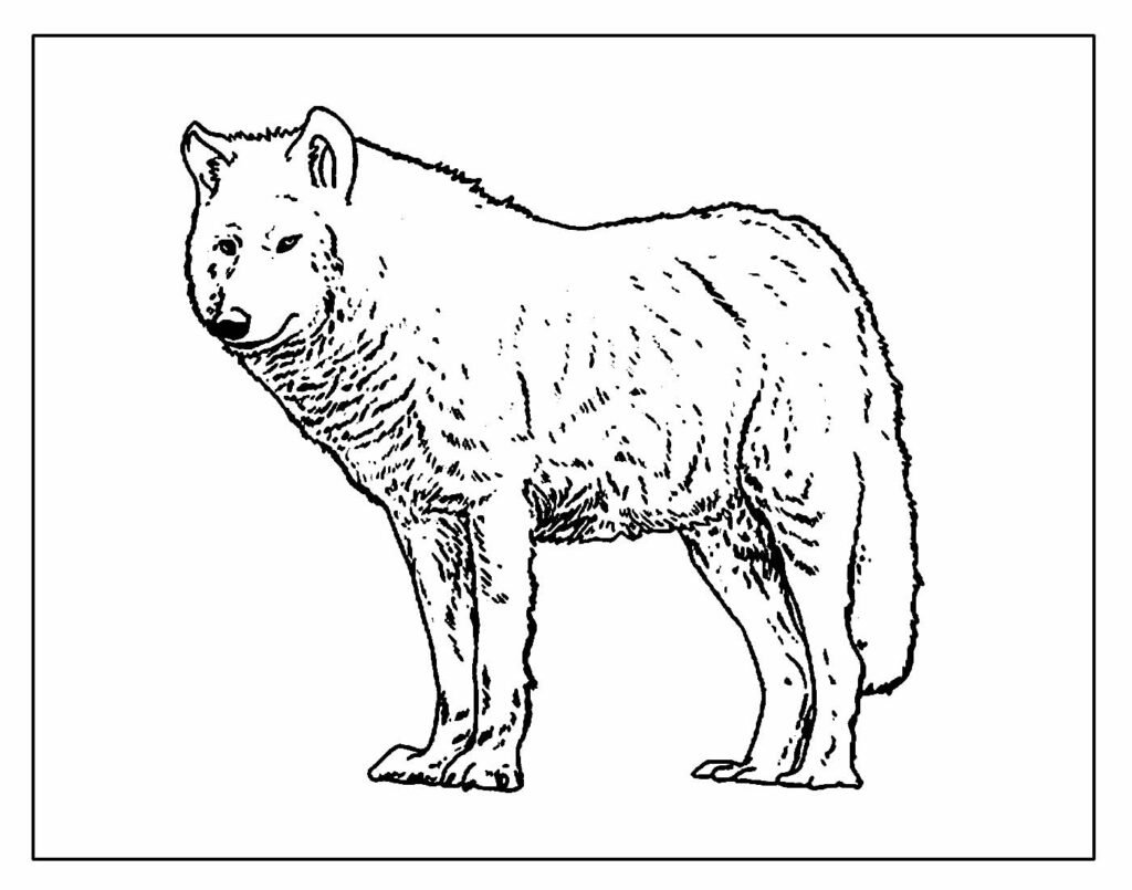desenhos de lobo para colorir e pintar 2
