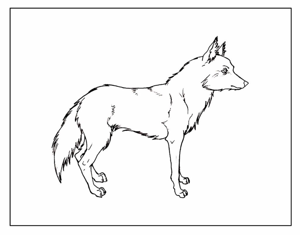 desenhos de lobo para colorir e pintar 21