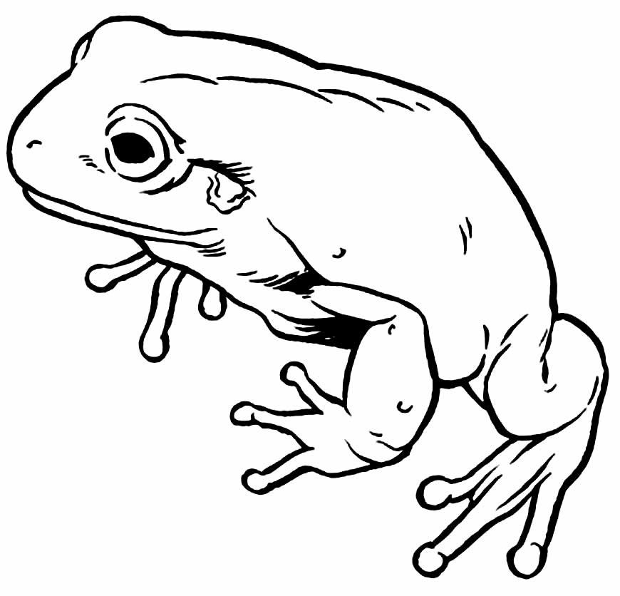 desenhos de sapos para colorir 18