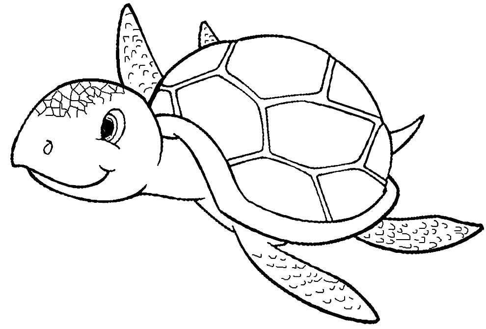 desenhos de tartaruga 1 desenhos de tartaruga 1