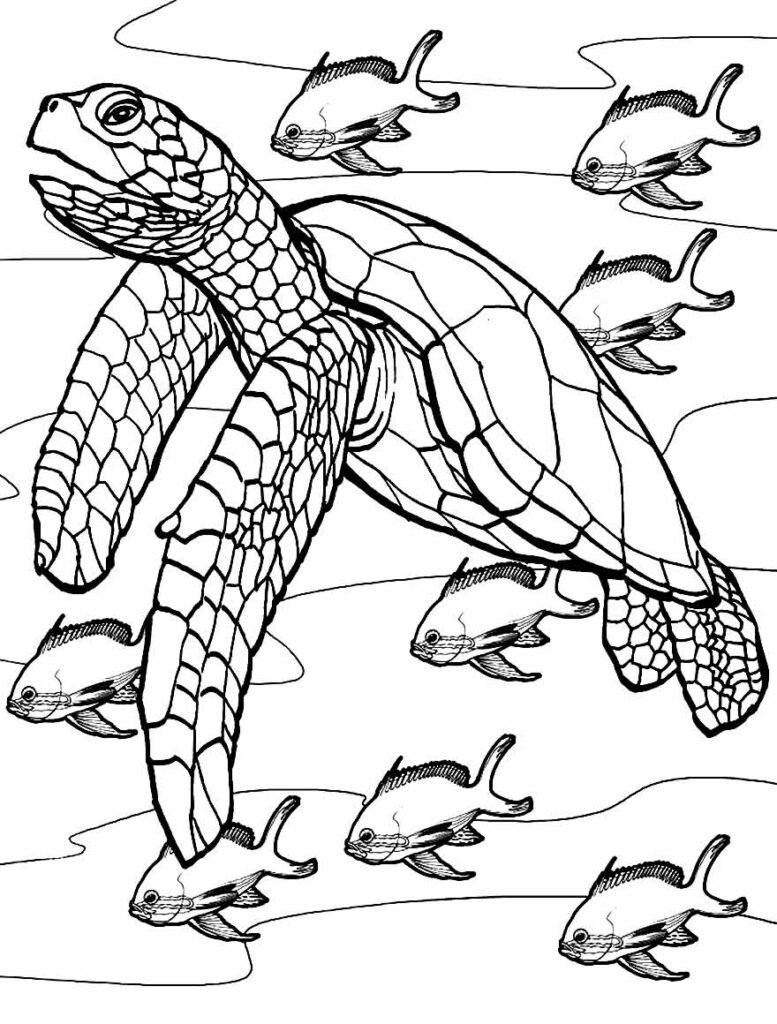 desenhos de tartaruga 8 desenhos de tartaruga 8