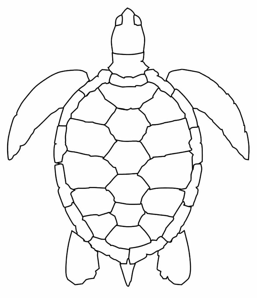 desenhos de tartaruga para colorir 17