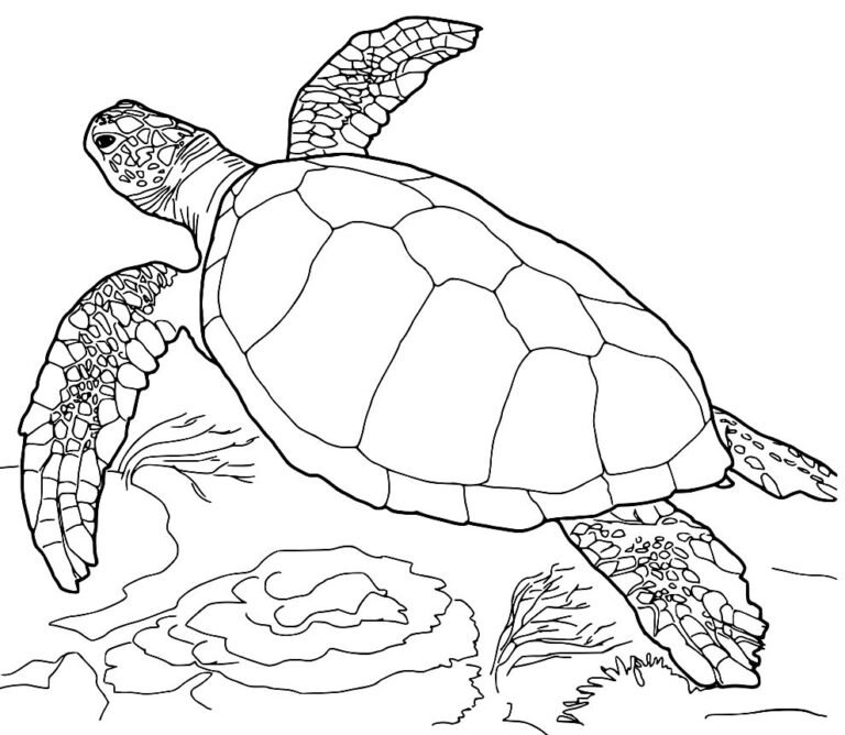 +100 Desenhos de Tartaruga para Colorir e Imprimir