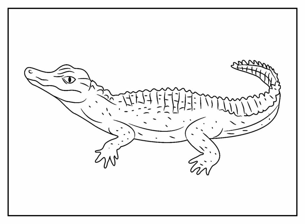 desenhos jacare 4