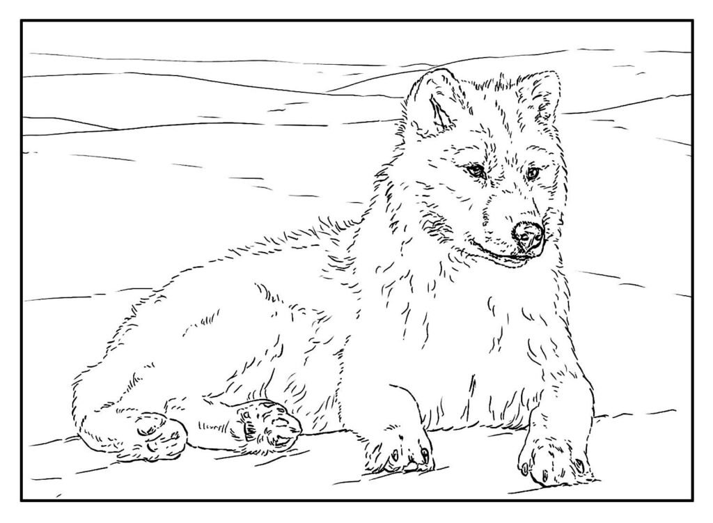 desenhos lobo 3