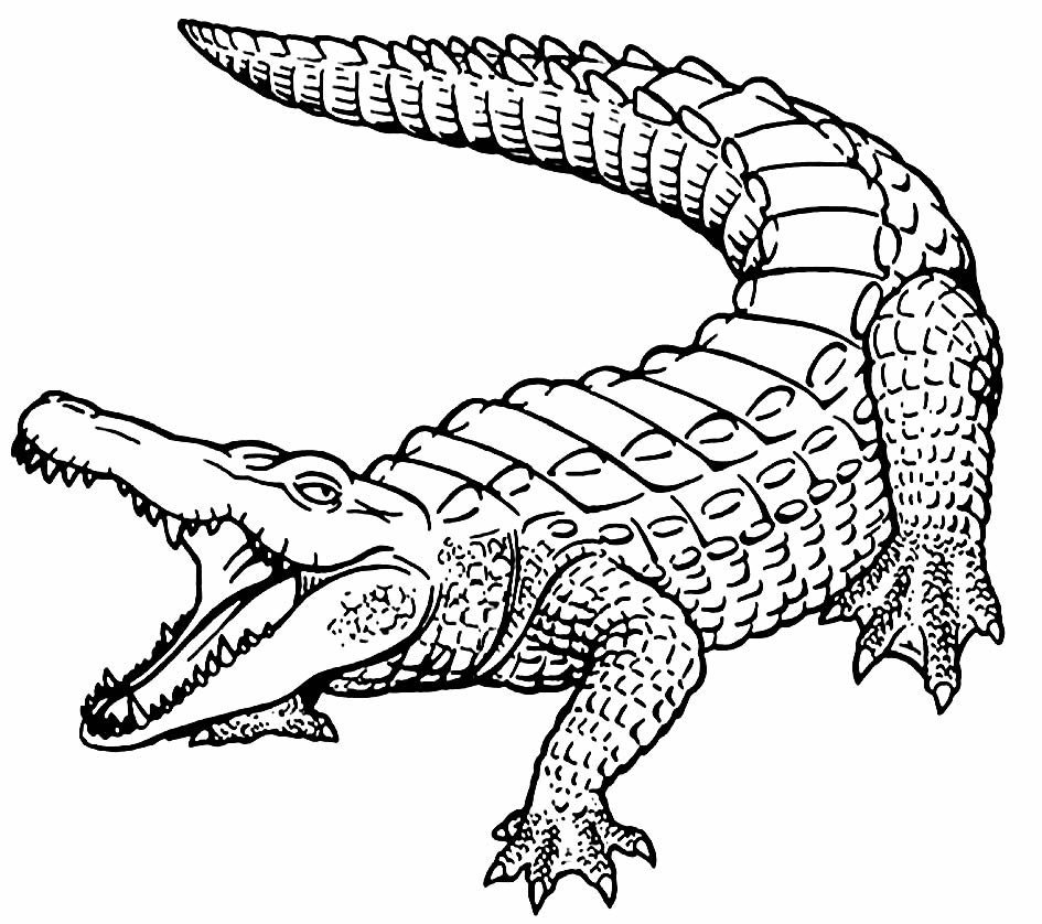 desenhos para colorir de jacare 10