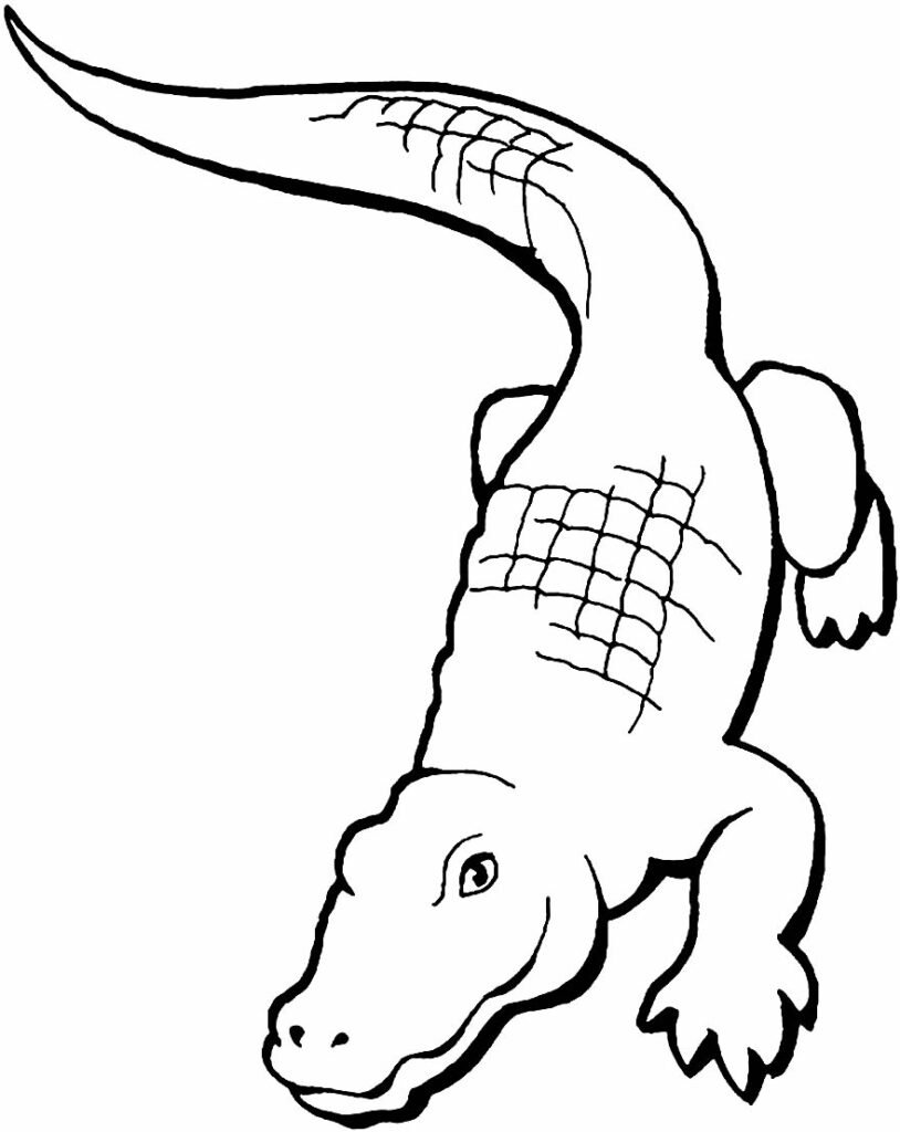 desenhos para colorir de jacare 15