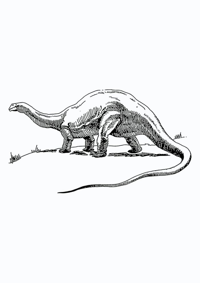 dinossauro para colorir argentinossauro