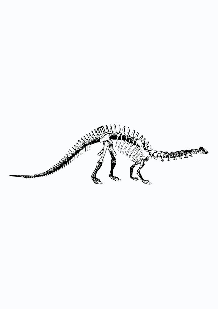 dinossauro para colorir esqueleto braquiossauro