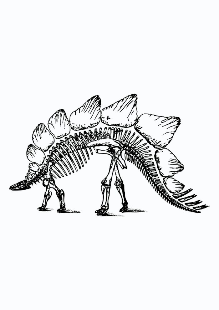 dinossauro para colorir esqueleto estegossauro