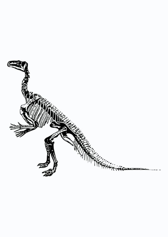 dinossauro para colorir esqueleto t rex