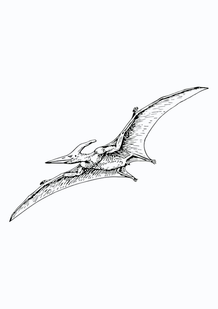 dinossauro para colorir pterodactilo