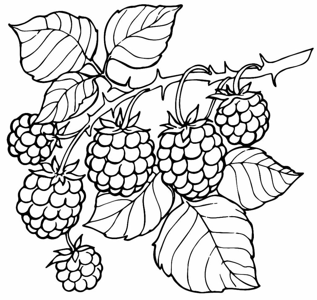 lindo desenho de uva para pintar 4