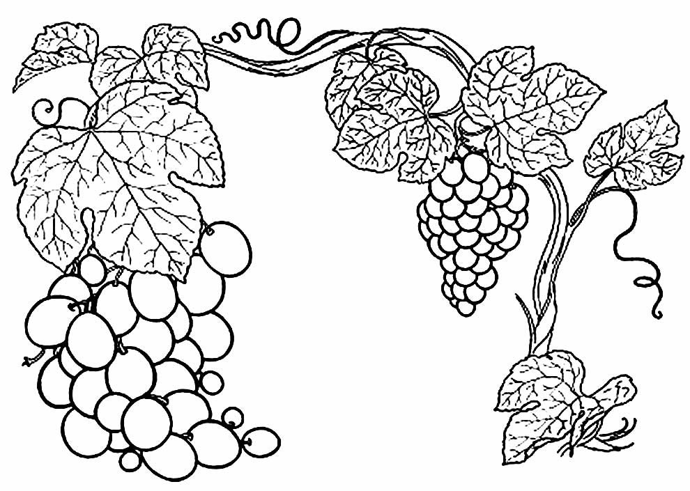 lindo desenho de uva para pintar 5