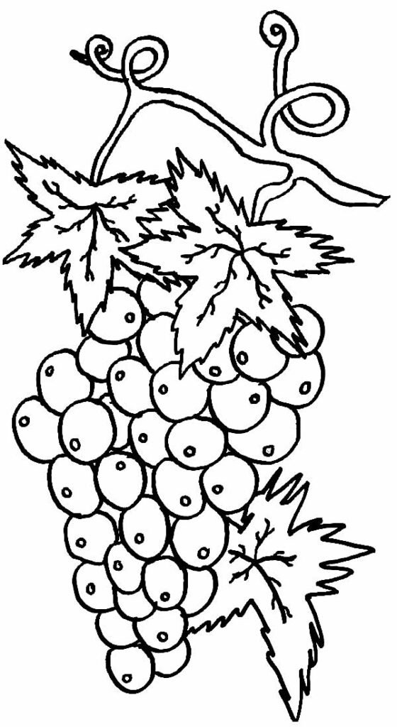 lindo desenho de uva para pintar 6