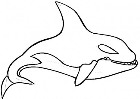 baleia assassina para colorir