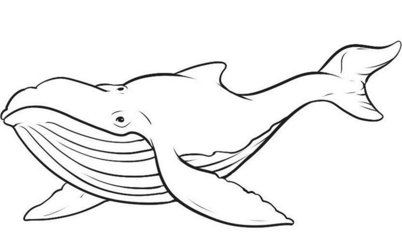 desenho baleia imprimir colorir 17 800x469 1