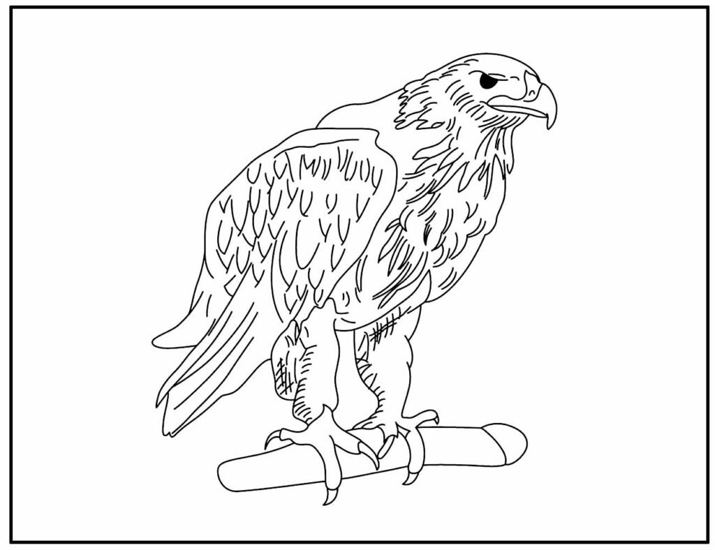 desenho de aguia 15