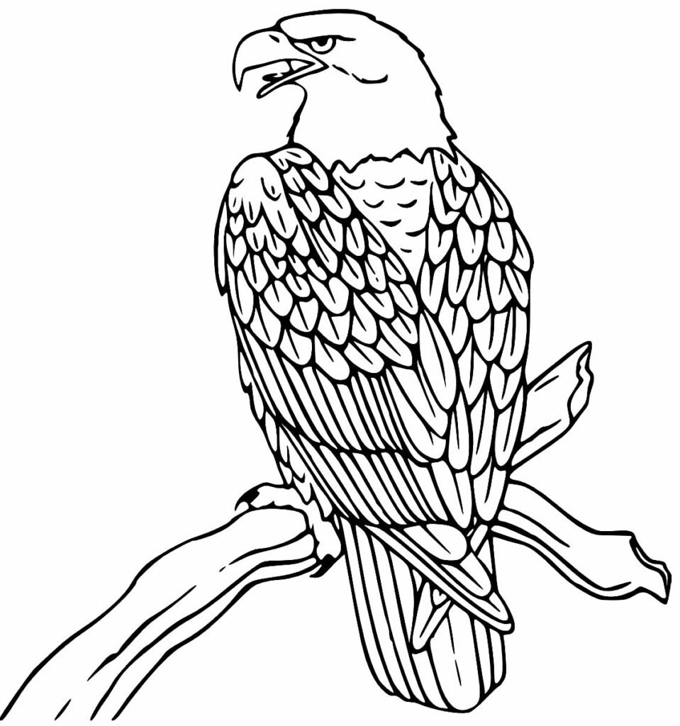 desenho de aguia 5