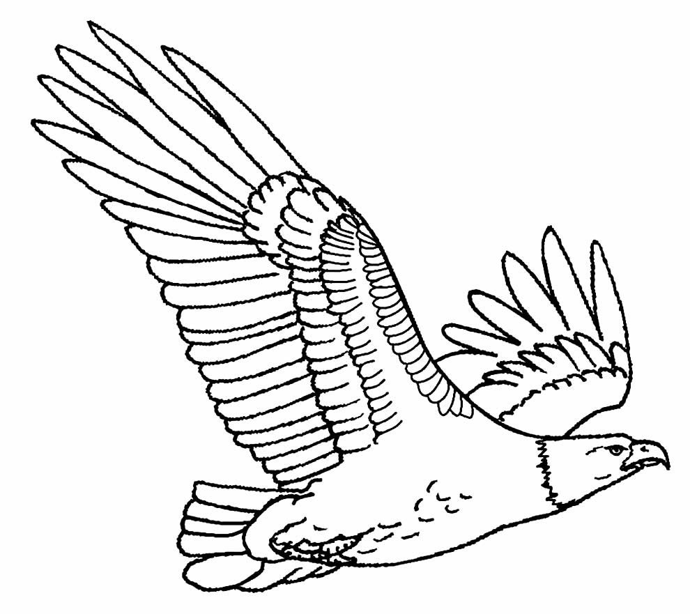 desenho de aguia 8