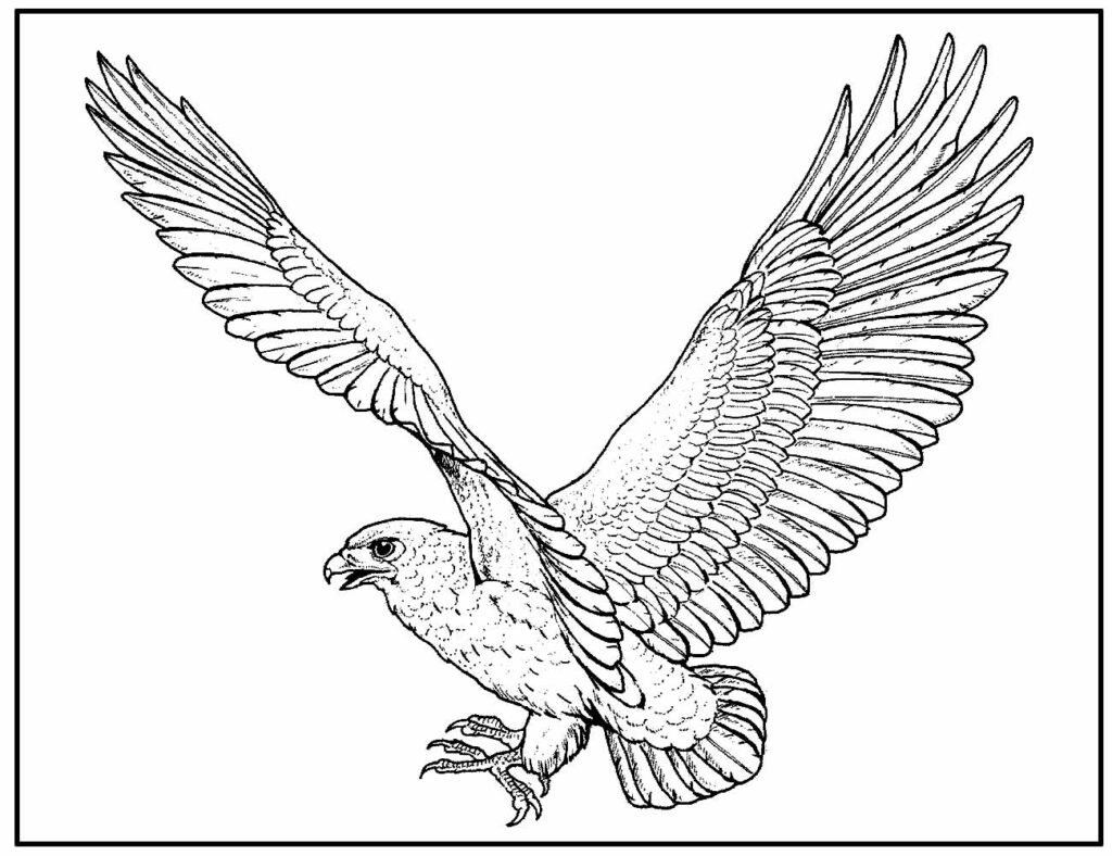 desenho de aguia 82