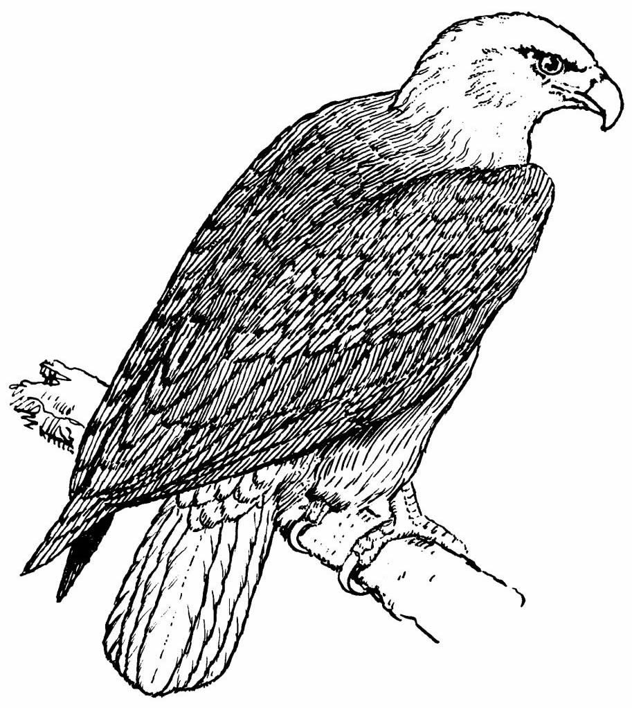 desenho de aguia 9