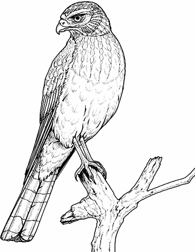 desenho de aguia para colorir 9